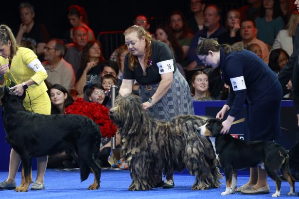 Belgian sheepdog Soleil wins top prize at National Dog Show : NPR