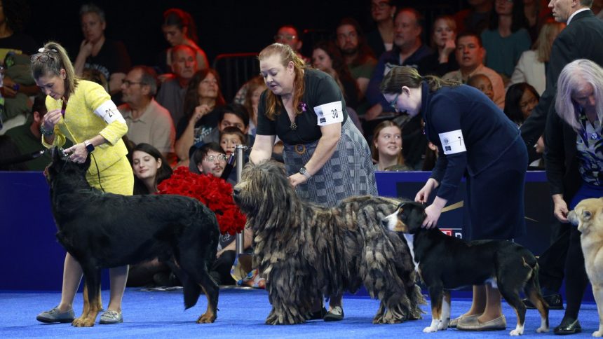 Belgian sheepdog Soleil wins top prize at National Dog Show : NPR
