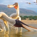 Bizarre New Species of Flying Reptile Discovered in Fossilized Dinosaur Vomit : ScienceAlert