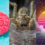 Brain Rinse Cycle, World’s Biggest Spider Web, And More! : ScienceAlert