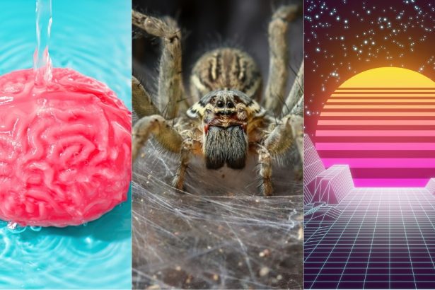 Brain Rinse Cycle, World’s Biggest Spider Web, And More! : ScienceAlert