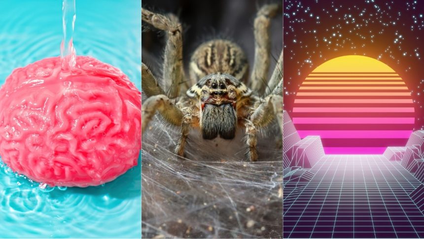 Brain Rinse Cycle, World’s Biggest Spider Web, And More! : ScienceAlert