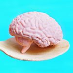 Breakthrough Helps Scientists Grow More Realistic Human Brain Models : ScienceAlert