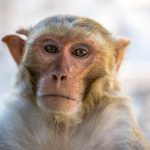CDC to End Monkey Research Program