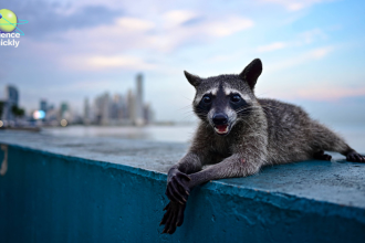 COP30 In Brazil Highlights Global Climate Challenges and Indigenous voices
