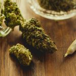 Cannabis Use Is Linked to Epigenetic Changes, Scientists Discovered : ScienceAlert