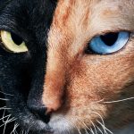 Cats revealed in all their glory in stunning new photographs