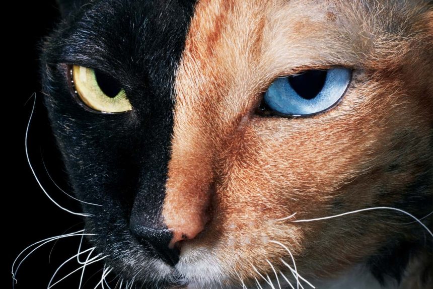 Cats revealed in all their glory in stunning new photographs
