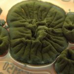 Chernobyl Fungus Appears to Have Evolved an Incredible Ability : ScienceAlert