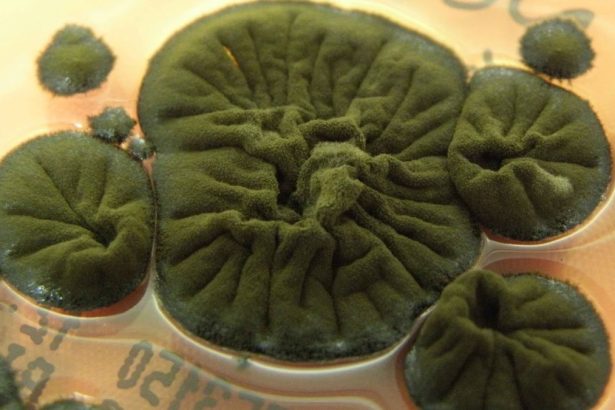 Chernobyl Fungus Appears to Have Evolved an Incredible Ability : ScienceAlert