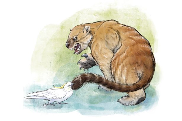 Cuddly koalas had a brutal, blade-toothed close cousin