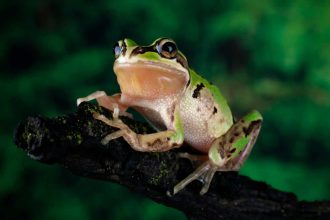 Deadly fungus makes sick frogs jump far, possibly to find mates