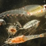 Deep-sea mining might feed plankton a diet of junk food