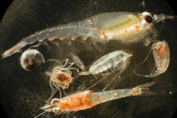 Deep-sea mining might feed plankton a diet of junk food