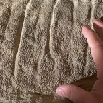 Dinosaur mummy mystery was solved with clues, analysis, and a Wyoming rancher : NPR