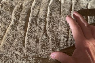 Dinosaur mummy mystery was solved with clues, analysis, and a Wyoming rancher : NPR