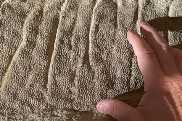 Dinosaur mummy mystery was solved with clues, analysis, and a Wyoming rancher : NPR