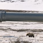 Dismantling the Endangered Species Act will hurt a lot more than just wildlife