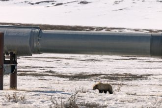 Dismantling the Endangered Species Act will hurt a lot more than just wildlife