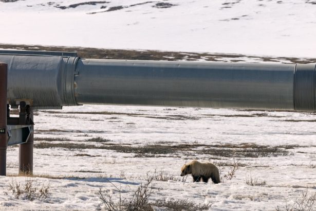 Dismantling the Endangered Species Act will hurt a lot more than just wildlife