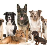 Dog Skull Analysis Rewrites Evolution of Humanity’s Best Friend