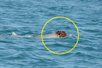 Dolphins Spotted Wearing Sea Sponge Hats to Try Woo The Ladies : ScienceAlert