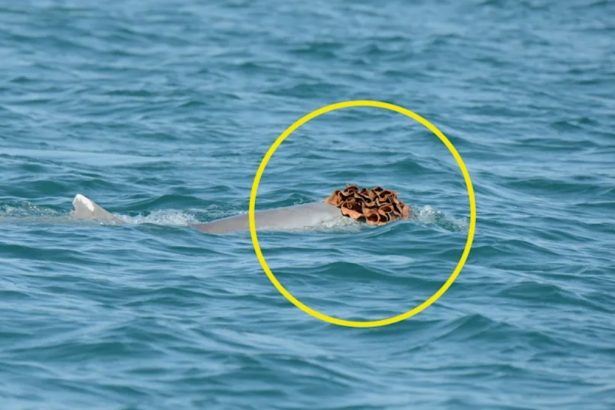 Dolphins Spotted Wearing Sea Sponge Hats to Try Woo The Ladies : ScienceAlert