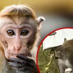 Escaped Monkey in Mississippi Killed By Frightened Mother