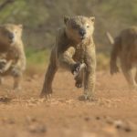 Extinct animals in Prehistoric Planet: Ice Age make it a must-watch