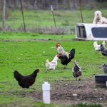 First Human Bird Flu Case In The U.S. Occurs After 9 Months. Here’s What To Know