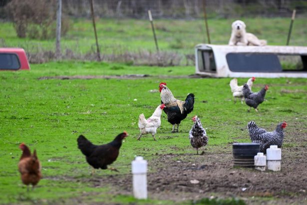 First Human Bird Flu Case In The U.S. Occurs After 9 Months. Here’s What To Know