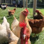 First Human Dies of Rare H5N5 Bird Flu Strain. Here’s What You Need to Know