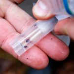 First Reported Alpha-Gal Syndrome Death, Meat Allergy From Tick Bite