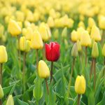 F/m Investments Preps First Mutual Fund Shares of ETFs