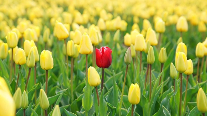 F/m Investments Preps First Mutual Fund Shares of ETFs