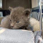 Foster carers sought for summer period