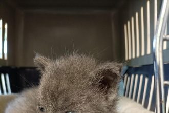 Foster carers sought for summer period