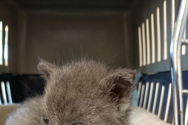 Foster carers sought for summer period