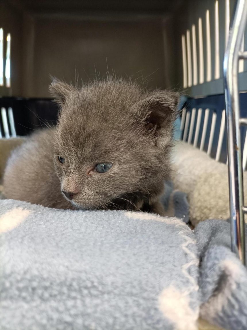 Foster carers sought for summer period