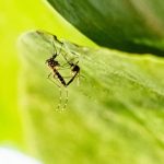 Glowing Sperm Reveals How Female Mosquitos Control Sex Glowing Sperm Reveals How Female Mosquitos Control Sex