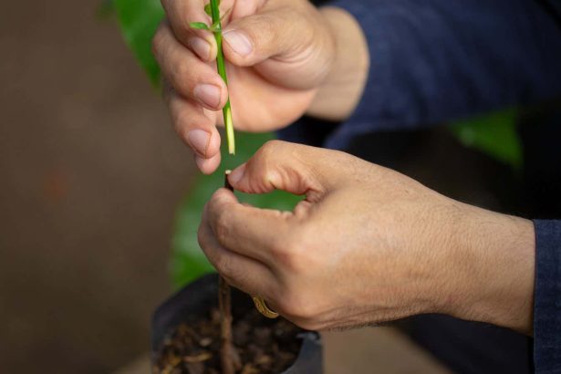 Grafting trick could let us gene-edit a huge variety of plants