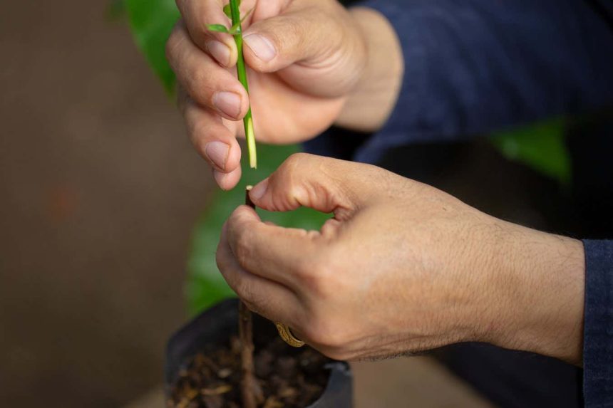 Grafting trick could let us gene-edit a huge variety of plants