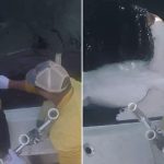 Great white shark Quint becomes 100 apex predator tagged by OCEARCH