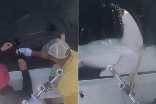 Great white shark Quint becomes 100 apex predator tagged by OCEARCH