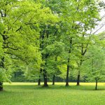 Greater exposure to greenness linked to fewer hospital stays for mental disorders