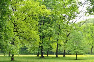 Greater exposure to greenness linked to fewer hospital stays for mental disorders