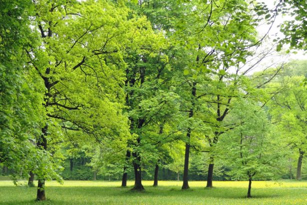 Greater exposure to greenness linked to fewer hospital stays for mental disorders