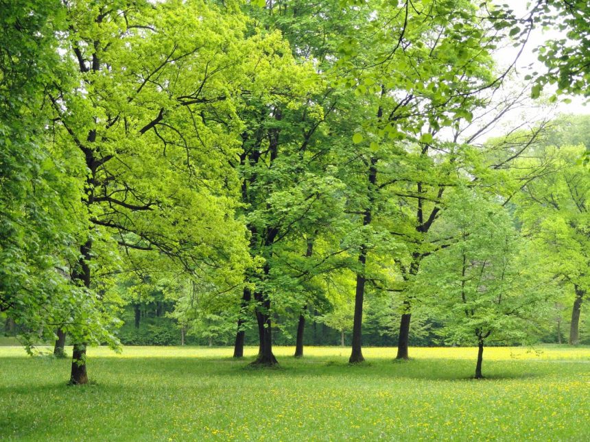Greater exposure to greenness linked to fewer hospital stays for mental disorders
