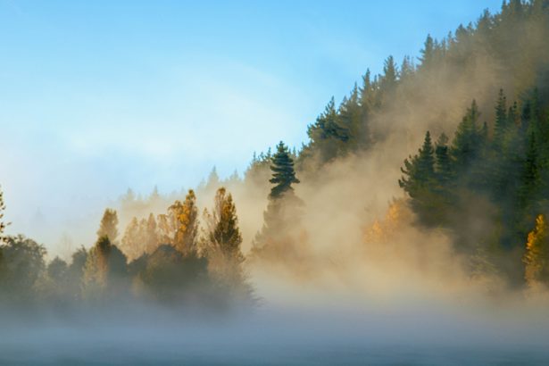 Guest Idea: Tokenization of Environmental Assets & Ecosystem Services