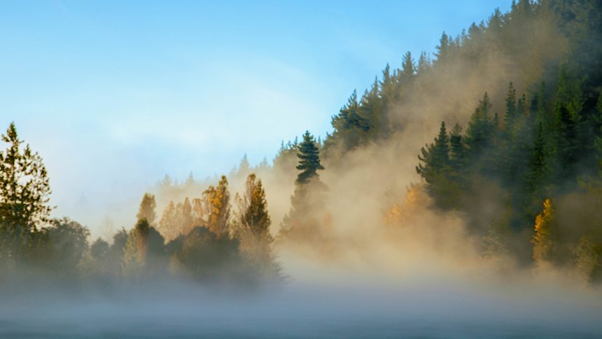 Guest Idea: Tokenization of Environmental Assets & Ecosystem Services